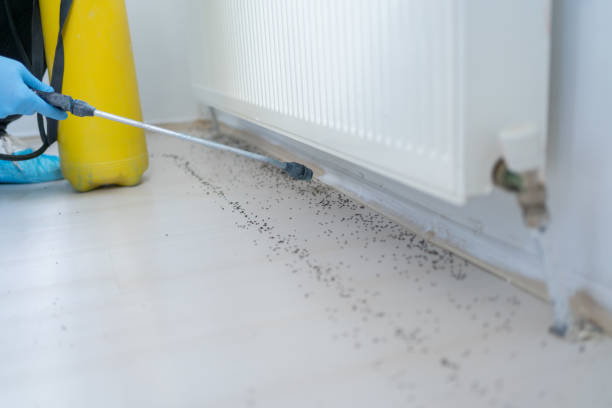 Professional Pest Control in Anthem, AZ